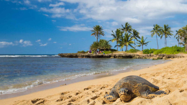 Alii Beach – A Popular North Shore Beach for Seeing Hawaiian Green Sea Turtles