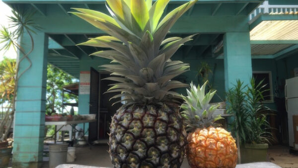 Frankie’s Nursery – Discover Hawaii’s Sweetest Honey Cream Pineapple