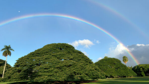 The “Konoki Nannoki” Tree – Moanalua Gardens’ Famous Landmark from the Hitachi Commercial