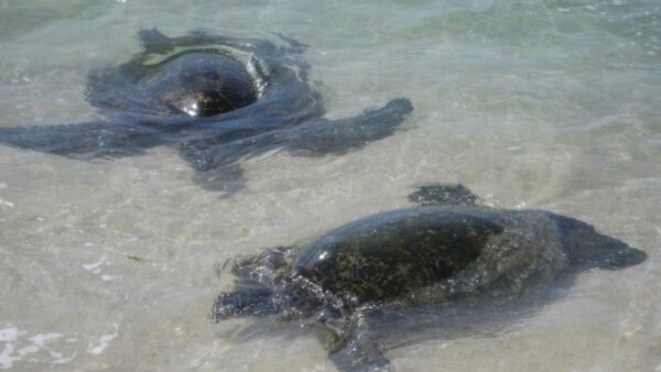 Paradise Cove Oahu – A Secret Beach to See Sea Turtles and Hawaiian Monk Seals