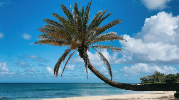 Sunset Beach – Hawaii’s #1 Surfing Spot for the Most Beautiful Sunsets