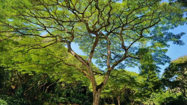 Waimea Valley – A Botanical Garden for Enjoying Hawaii’s Lush Nature