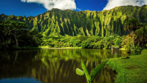 Top 5 Botanical Gardens in Hawaii – Best Nature Spots and Hidden Gems on Oahu