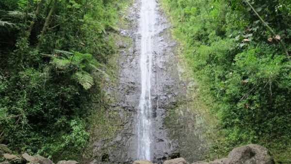 Manoa Falls – The Most Popular Hiking Trail Near Waikiki