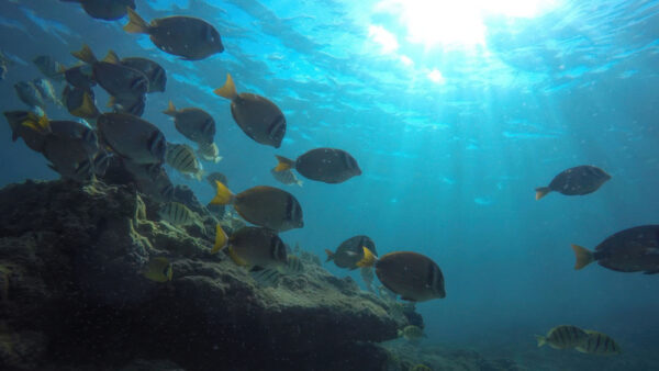 Three Tables – A Hidden Gem for Snorkeling on Oahu’s North Shore