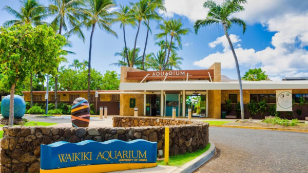 Waikiki Aquarium – The Only Aquarium in Hawaii