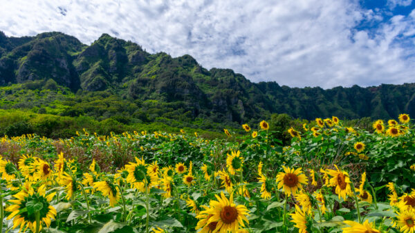 Waimanalo Country Farms – A Farm Where You Can Enjoy Beautiful Sunflower Fields and Delicious Lemonade