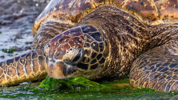 Best Beaches on the North Shore – Must-Visit Classics and Quiet Hidden Gems