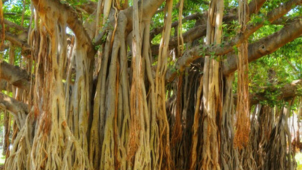 Best Power Spots in Honolulu – Classic Locations and Hidden Gems Full of Blessings