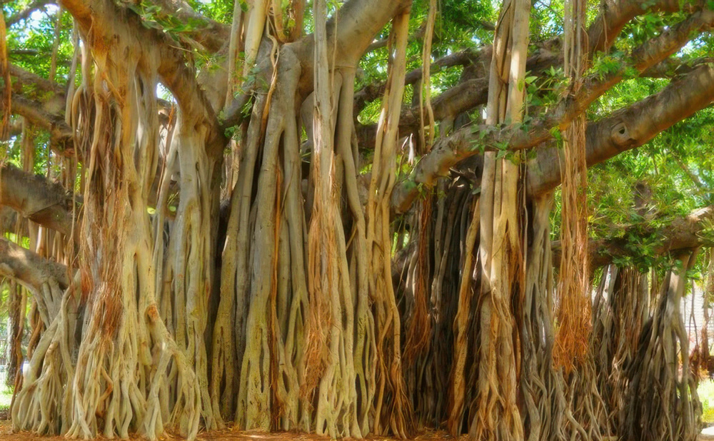 Best Power Spots in Honolulu – Classic Locations and Hidden Gems Full of Blessings