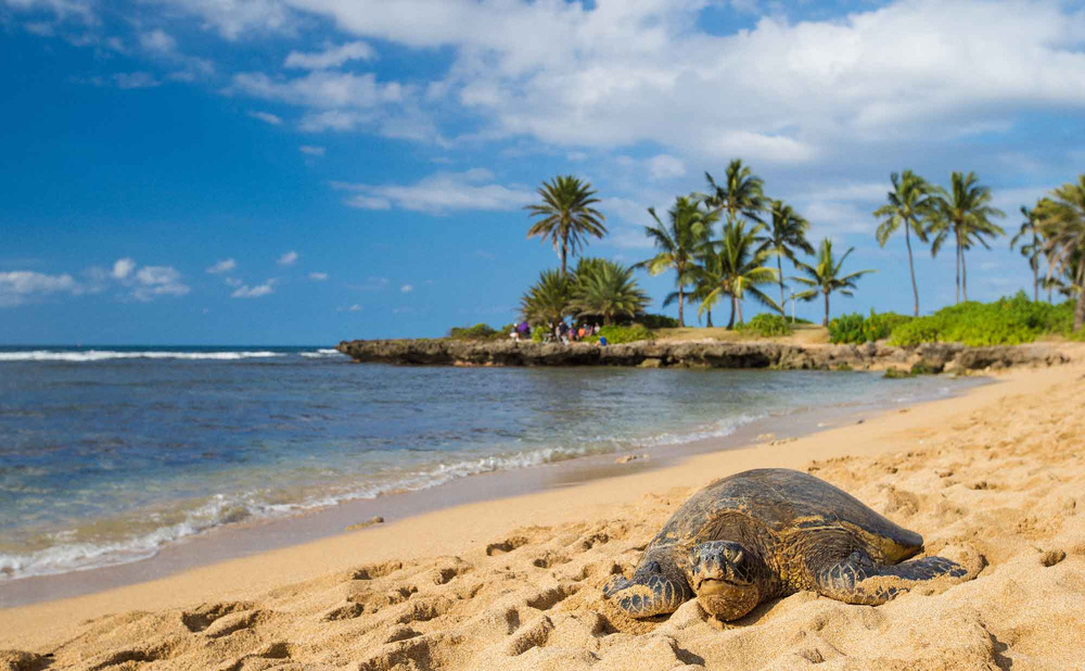 Alii Beach – Highly Popular Sea Turtle Beach with Great Hawaiian Atmosphere