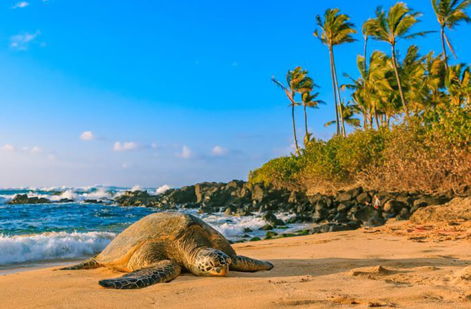 ハワイの人気海ガメビーチtop5 ガイドブックに載らない穴場スポットもご紹介 ハワイ観光なら アロアロトラベル