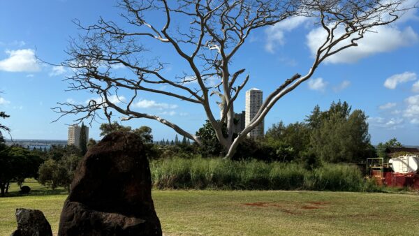 今回、タンタラスの丘、ケアイヴァ・ヘイアウ、マノア地区に行きたくて申し込みました。
数カ所なので3時間チャーターができるのも魅力的！
その場所にまつわる話も聞くことができ、効率よく回ることができました。
知らなかったパワースポットのカメハメハ大王の椅子にも連れて行っていただき、パワーをもらえた気がしました！
最後にマノア地区でポケ丼を買って帰ったのですが、お米がいいお店・マグロが新鮮なお店等々の情報もありがとうございました。
自分であれこれ計画して行くのも旅の楽しさですが、アロアロさんに効率よく安心して任せるのもアリです！