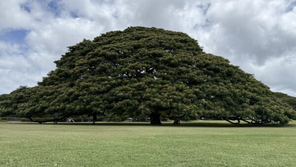 前回初めてハワイ旅行時貸切チャーターツアーで行きたかった場所全てに連れて行っていただきました。今回も絶対お願いしようと申し込みました！指名をさせていただき、今回も宇野さんにお願いしました。
行きたい場所、ツアー時間のなど日本に居る時から相談にのってくださいました。ありがとうございます！
当日時間がある限り予定していなかった所にも連れて行っていただき、ハワイ滞在日をとても有効に過ごすことができ感謝しています。またハワイに行く時宇野さんに会いたいので利用したいと思います！