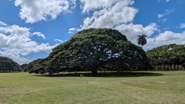 移動中にガイドのタケさんに現地のお話を聞けたことが特によかったです。
ダイヤモンドヘッド、ファーマーズマーケットは少し忙しいスケジュールかなとも感じました。
モアナルア・ガーデンは特に何もないのですが個人的には好きです。癒されます。高速道が近いのが少し残念ですが・・・
総合的には大満足です。