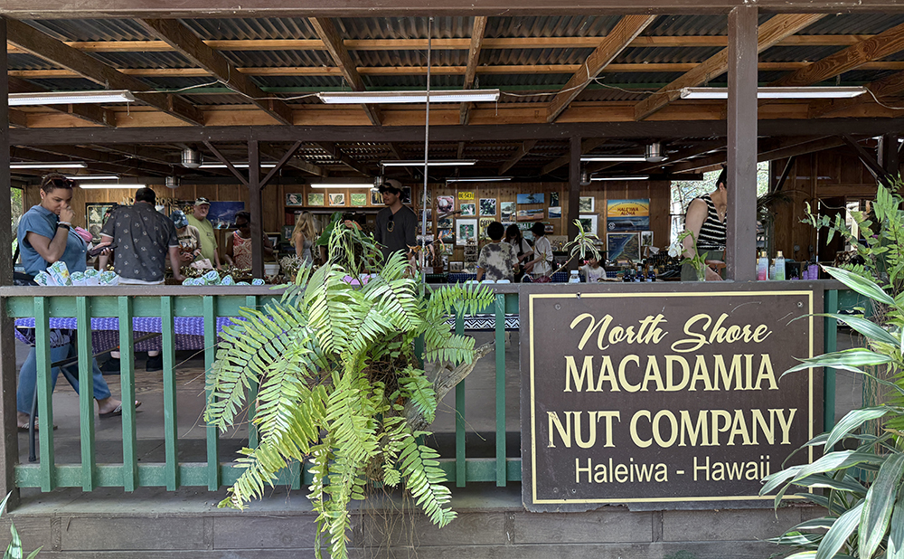 North Shore Macadamia Nut Company farm shop