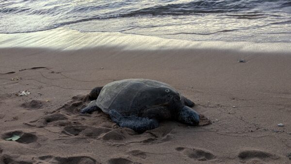 Aloha ウノさんお世話になりました。友人をノースショアに連れて行きたくて3回目の参加です。その日はウノさんも驚く程の大渋滞。それでもガーリックシュリンプ、ハレイワ散歩、プウオマフカヘイワウ、バランスロック、亀　私達の希望を全て叶えてくれました。タンタラスで夜景を見た帰り道、ヒルトンの花火のオマケ付きでした。その日、誕生日だった友人は大喜び。レンタカーを使えない私にとって最高のツアーです。勿論、また参加しますので宜しくお願いします。ウノさん最高の1日を有難う御座いました